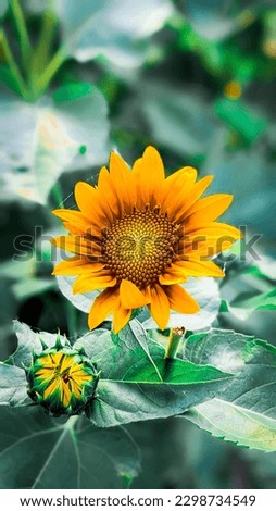 Beautiful picture of sunflower 🌻