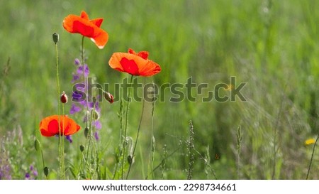 poppies. delicate petals of red poppies in the sun. background with red poppy flowers. Beautiful red poppy flower and buds isolated on a light background. wild flower, beauty in nature. close-up