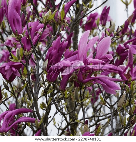 Black lily magnolia (Magnolia liliiflora 'Nigra') Multi-stemmed ornamental shrub with rounded habit, opulent dark reddish-purple flowers and deep lustrous green leaves
