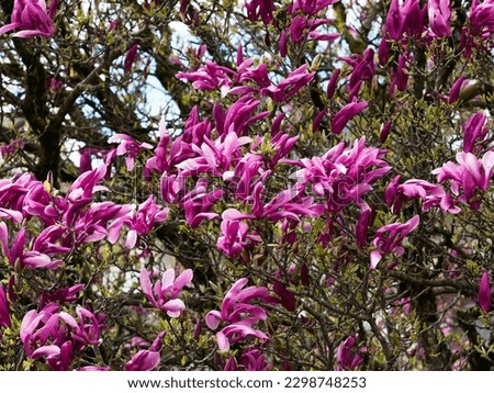 Magnolia liliiflora 'Nigra' or Black lily magnolia tree. Ornamental tree with opulent upright reddish-purple to gorgeous pink tulip-shaped flowers and its deep, glowing green leaves

