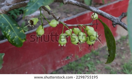 Green wax apple or water Apple or Syzygium javanicum young stage fruits.