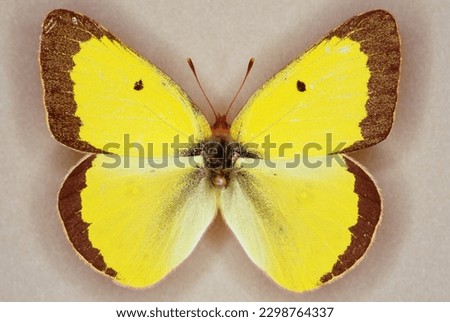 lose up of Colias philodice Clouded sulphur butterfly