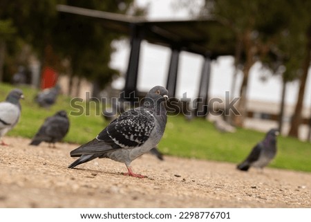 Feral pigeons or Rock doves, found at a park by a lake, in Adelaide, South Australia