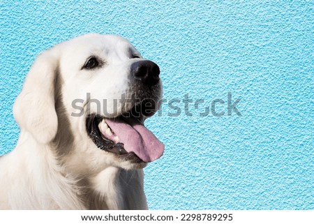 White Retriever Dog flashing a big smile on cool blue background. The perfect advertisement image for your Pet-related Business