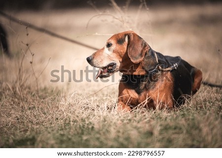 Dog resting on the grass. Picture of the rescued dog from dogs shelter in Nis, Serbia, taken during his regular walk on leash as part of the obedience and socialization training