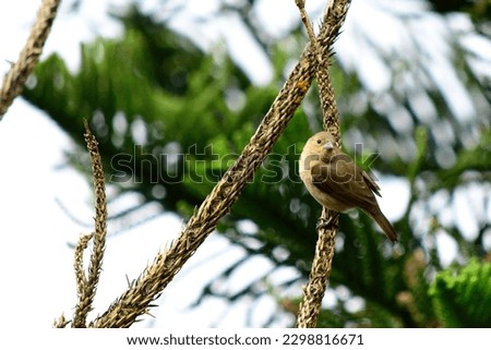 This stunning photo features a small, colorful bird perched on a branch of a tree, creating a peaceful and serene image of nature. Perfect for nature-themed designs or as a background image.