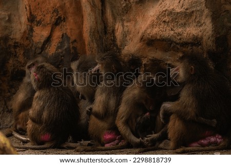 Family of Hamadryas Baboons Sitting Together in the cave hiding from rain, background image
