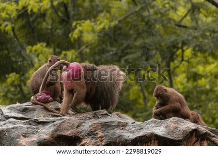 Behavior of the hamadryas baboon, Papio hamadryas is a species of baboon, being native to the Horn of Africa and the southwestern tip of the Arabian Peninsula.