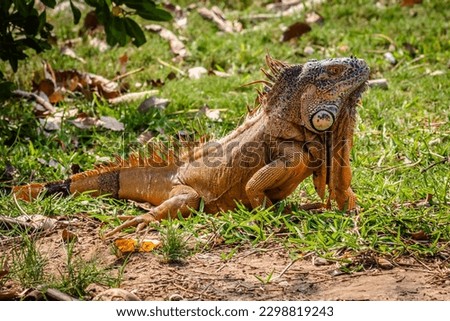 common iguana in green grass, in carpenter lagoon, tampico  Royalty-Free Stock Photo #2298819243