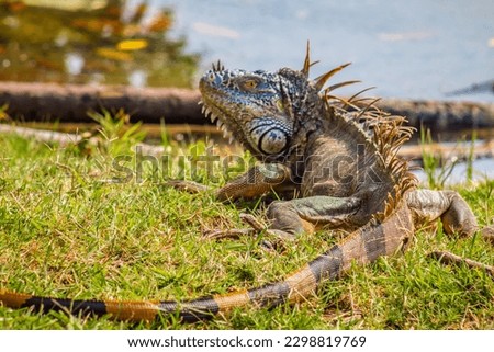 common iguana in green grass, in carpenter lagoon, tampico  Royalty-Free Stock Photo #2298819769