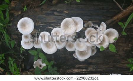 White mushroom blooms on rotting dead logs in the garden
