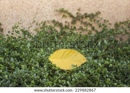 Dried Leaf and green leaf