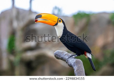 The toco toucan (Ramphastos toco) is the largest and probably the best known species in the toucan family. It is found in semi-open habitats throughout a large part of  South America.