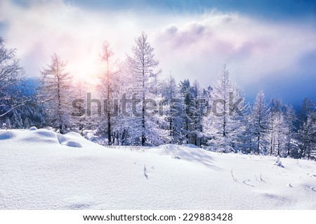 Snow covered trees in the mountains at sunset. Beautiful winter landscape. Winter forest. Creative toning effect Royalty-Free Stock Photo #229883428