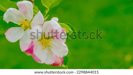apple tree flowers for banner background