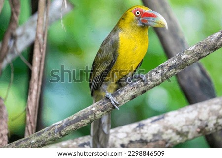 The saffron toucanet (Pteroglossus bailloni) is a species of bird in the family Ramphastidae found in the Atlantic Forest in far north-eastern Argentina, south-eastern Brazil, and eastern Paraguay.