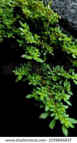Take pictures of weeds with a dark background, it's amazing to look at