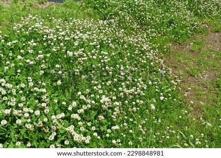 White clover ( Trifolium repens ) flowers. Fabaceae perennial plants. Butterfly-shaped flowers bloom from spring to early summer and become spherical.
