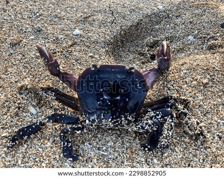 a crab playing on the beach, he is alert to a threat