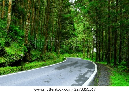 A winding road in Fir Forest Park