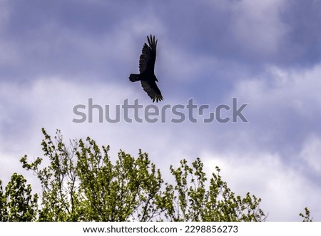 An Eagles flies over the treetops                               