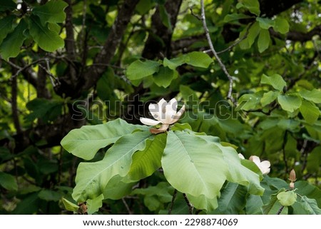 Magnolia obovata flower are also large, cup-shaped, 15–20 cm diameter, with 9-12 creamy, fleshy tepals, red stamens; they have a strong scent, and are produced in early summer after the leaves expand. Royalty-Free Stock Photo #2298874069