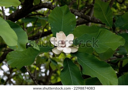 Magnolia obovata flower are also large, cup-shaped, 15–20 cm diameter, with 9-12 creamy, fleshy tepals, red stamens; they have a strong scent, and are produced in early summer after the leaves expand. Royalty-Free Stock Photo #2298874083