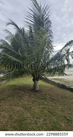 Low coconut trees planted by the sea 