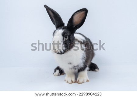 Easter, black rabbit, white pattern, beautiful fur, young, standing and playing on a white background. can be used as an illustration or make a lot of graphics