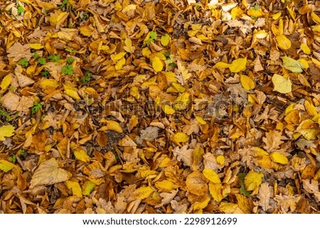 Colorful backround image of fallen autumn leaves perfect for seasonal use.