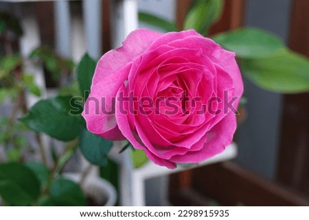 Vibrant Pink Rose with Greenery Blur Background.This photo of a vibrant pink rose with a blurred greenery background creates a visually stunning image