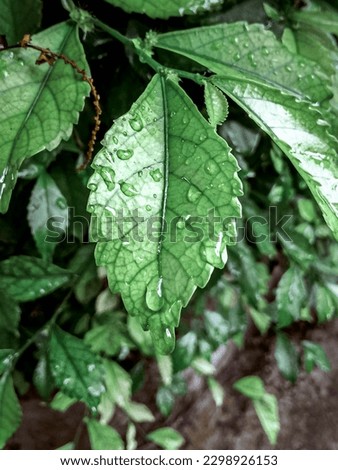 Detailed picture of wet leaf because of rain