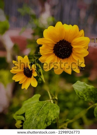 This is a Sunflowers picture 