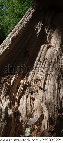 Tree bark broken branch in nature Royalty-Free Stock Photo #2298932215