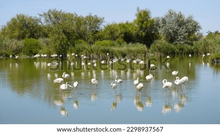 Flock of flamingos on a lake
