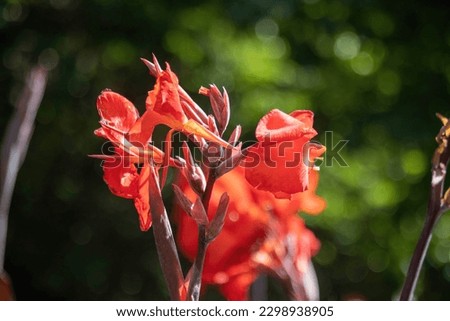 The Picture of red Canna Coccinea flower plant with dark green blurry background.