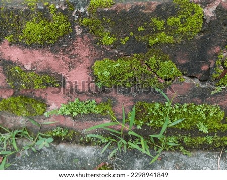 Photo of the texture of a green mossy brick wall, taken from a close-up angle