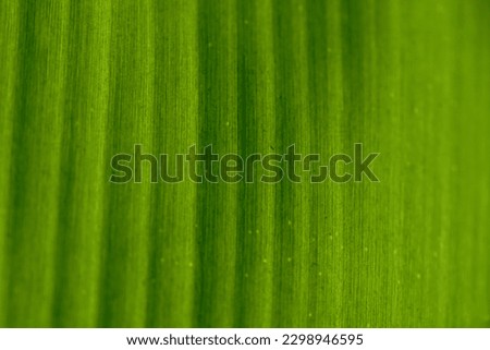 Macro photography of green leaves for the background.