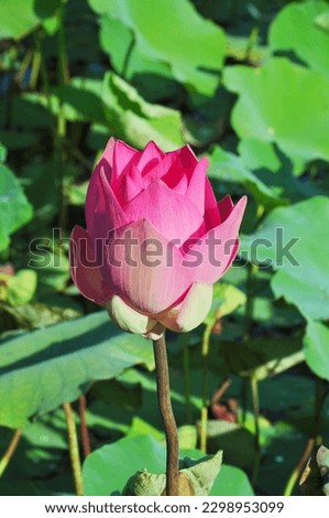 Close-up of a pink lotus flower that hasn't fully bloomed yet 