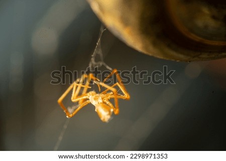 spider stain spider stain, insect, grasshopper, macro, isolated, animal, green, bug, locust, nature, close-up, white, light, antenna, yellow, glass, lamp, christmas, leaf, black, cricket