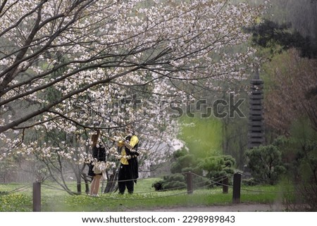 People walk among pink cherry blossoms on trees in the Japanese garden in the Moscow Botanical garden