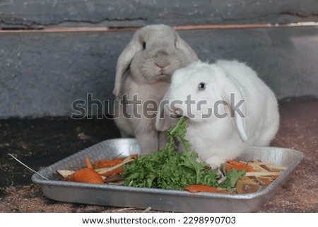 Rabbits eating in South of Korea