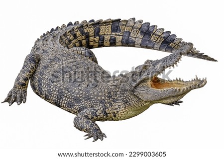 Close up crocodile is action show mouth on white background have path Royalty-Free Stock Photo #2299003605