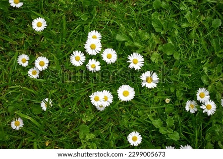 Daisy flowers on a lawn