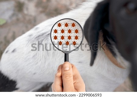 Close up of magnifying glass focusing on fleas on animal fur Royalty-Free Stock Photo #2299006593