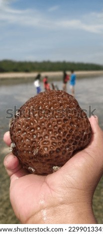 A beautiful textured coral on a beach