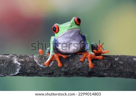 Red-eyed tree frog closeup on green leaves, Red-eyed tree frog (Agalychnis callidryas) closeup on branch Royalty-Free Stock Photo #2299014803