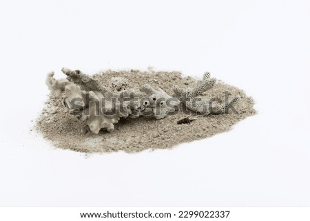 Piece of white coral reef on a pile of beach sand, isolated on white background