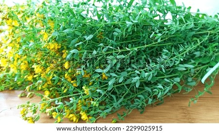 Celandine flowers, a bouquet of herbal collection. Fresh and healthy plants for good health.