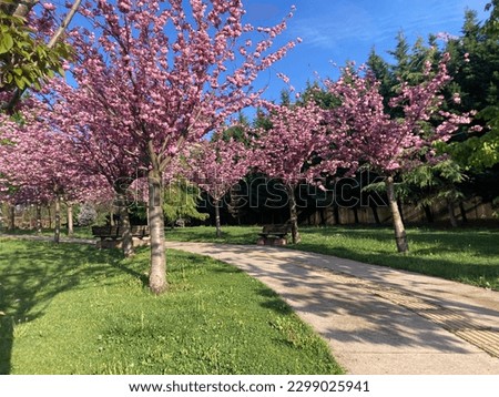 amazing colorfull trees on walking road in public park